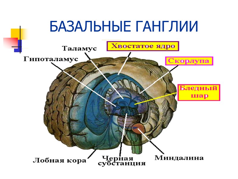 БАЗАЛЬНЫЕ ГАНГЛИИ